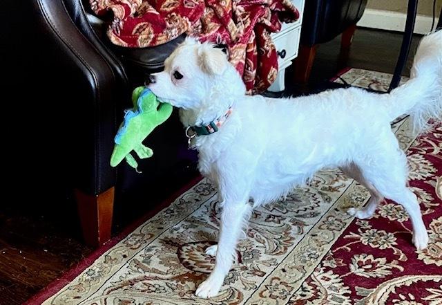 Snowball, Adoptable, Adult Male Chihuahua & Maltese.