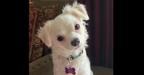Enlarge Snowball, a Adoptable mixed breed in Richardson, TX image 2/6