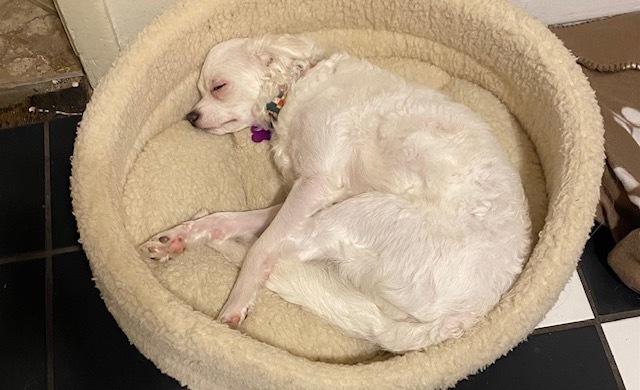 Enlarge Snowball, a Adoptable mixed breed in Richardson, TX image 4/6