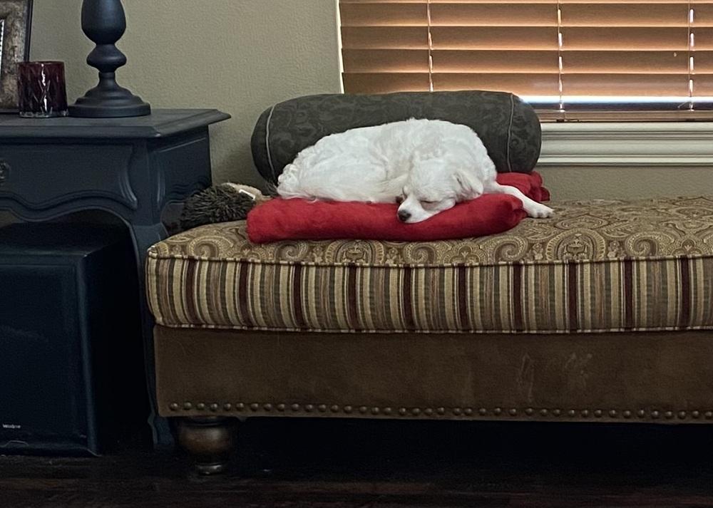 Enlarge Snowball, a Adoptable mixed breed in Richardson, TX image 5/6