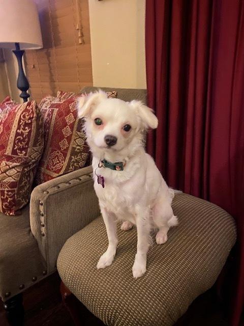 Enlarge Snowball, a Adoptable mixed breed in Richardson, TX image 6/6