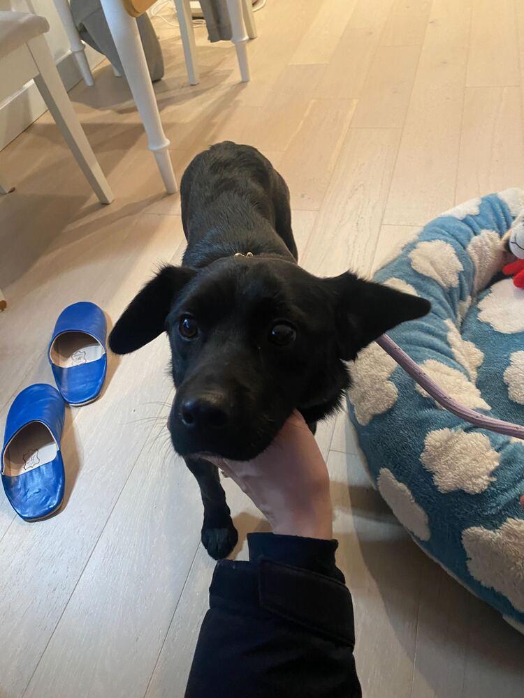 San, a Adoptable Jindo in Long Island City, NY image 2/5