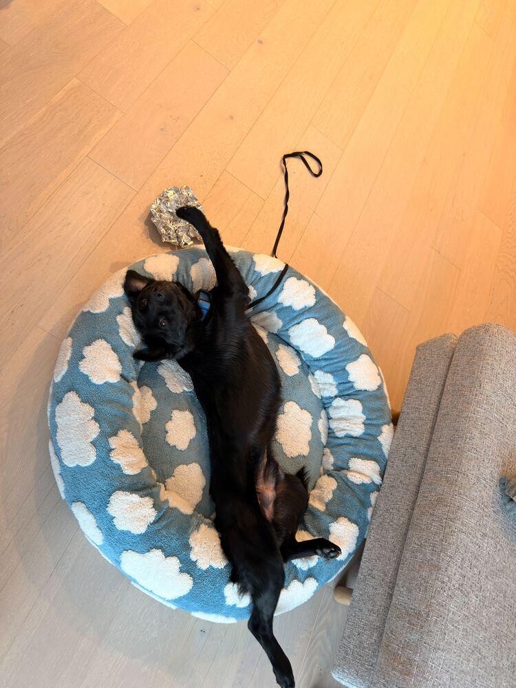 San, a Adoptable Jindo in Long Island City, NY image 3/5