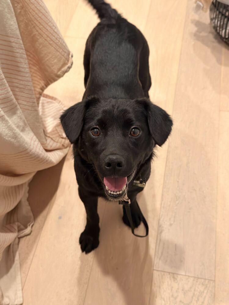 San, a Adoptable Jindo in Long Island City, NY image 4/5