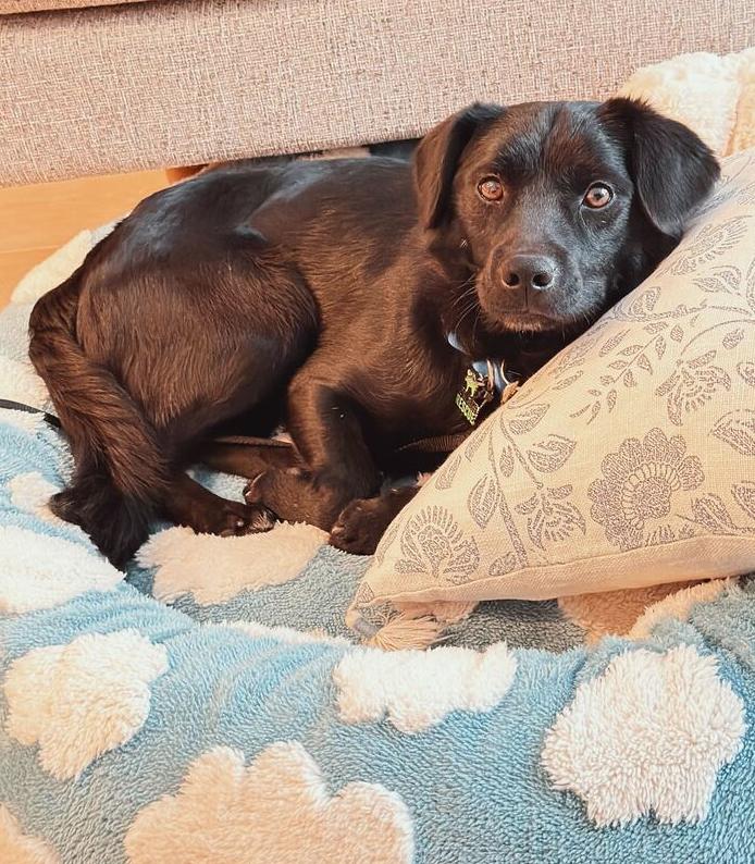 San, a Adoptable Jindo in Long Island City, NY image 5/5