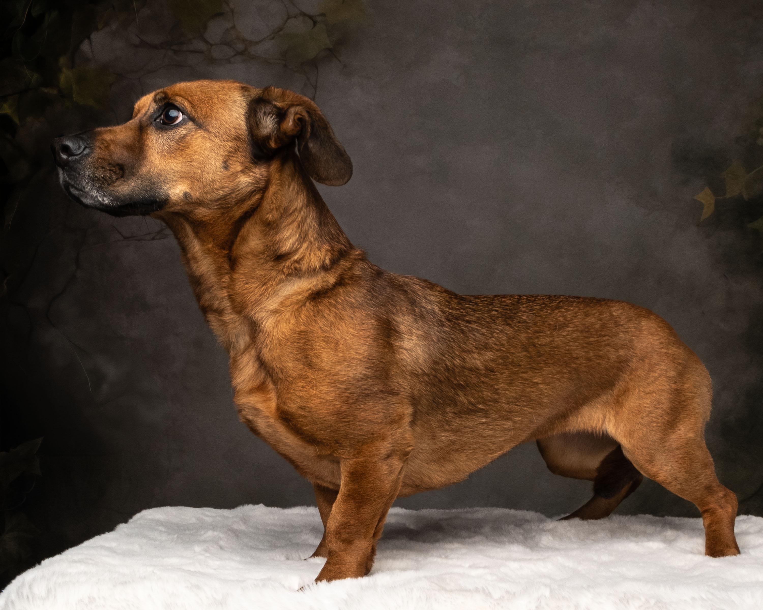 Enlarge Roux , a ADOPTABLE mixed breed in Aiken, SC image 5/5