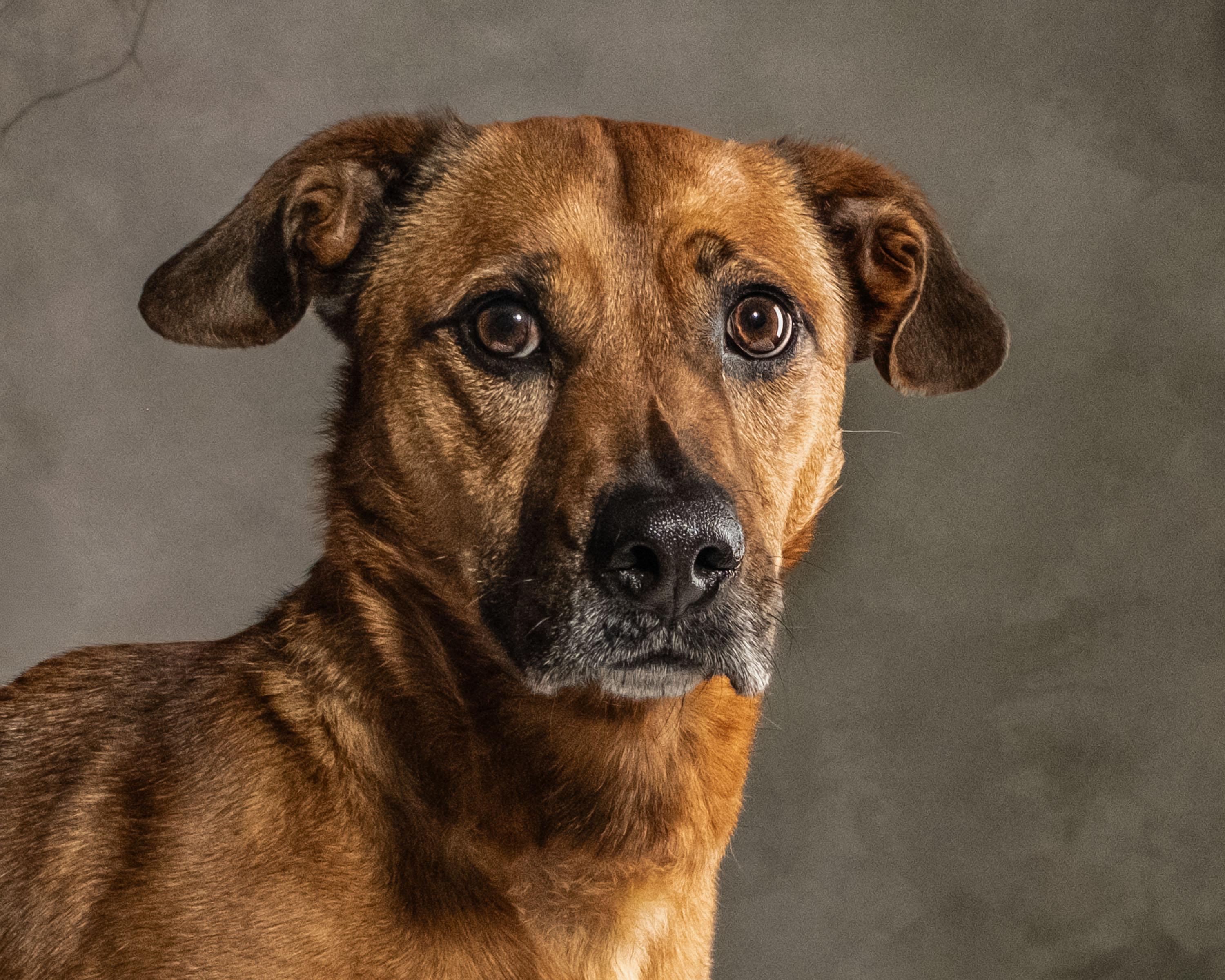 Roux , ADOPTABLE, Adult Female Dachshund.