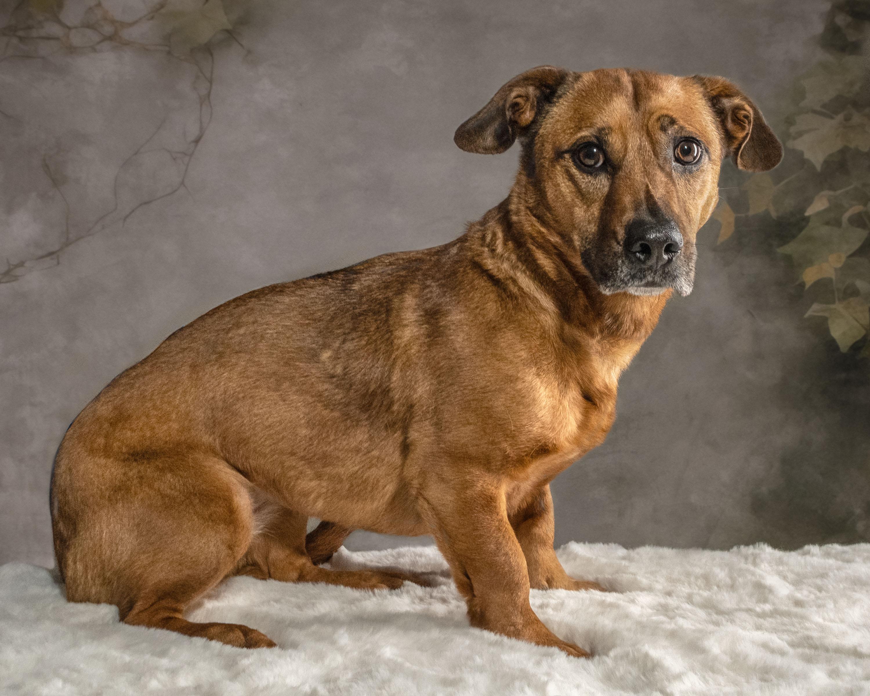 Roux , Adoptable, Adult Female Dachshund.