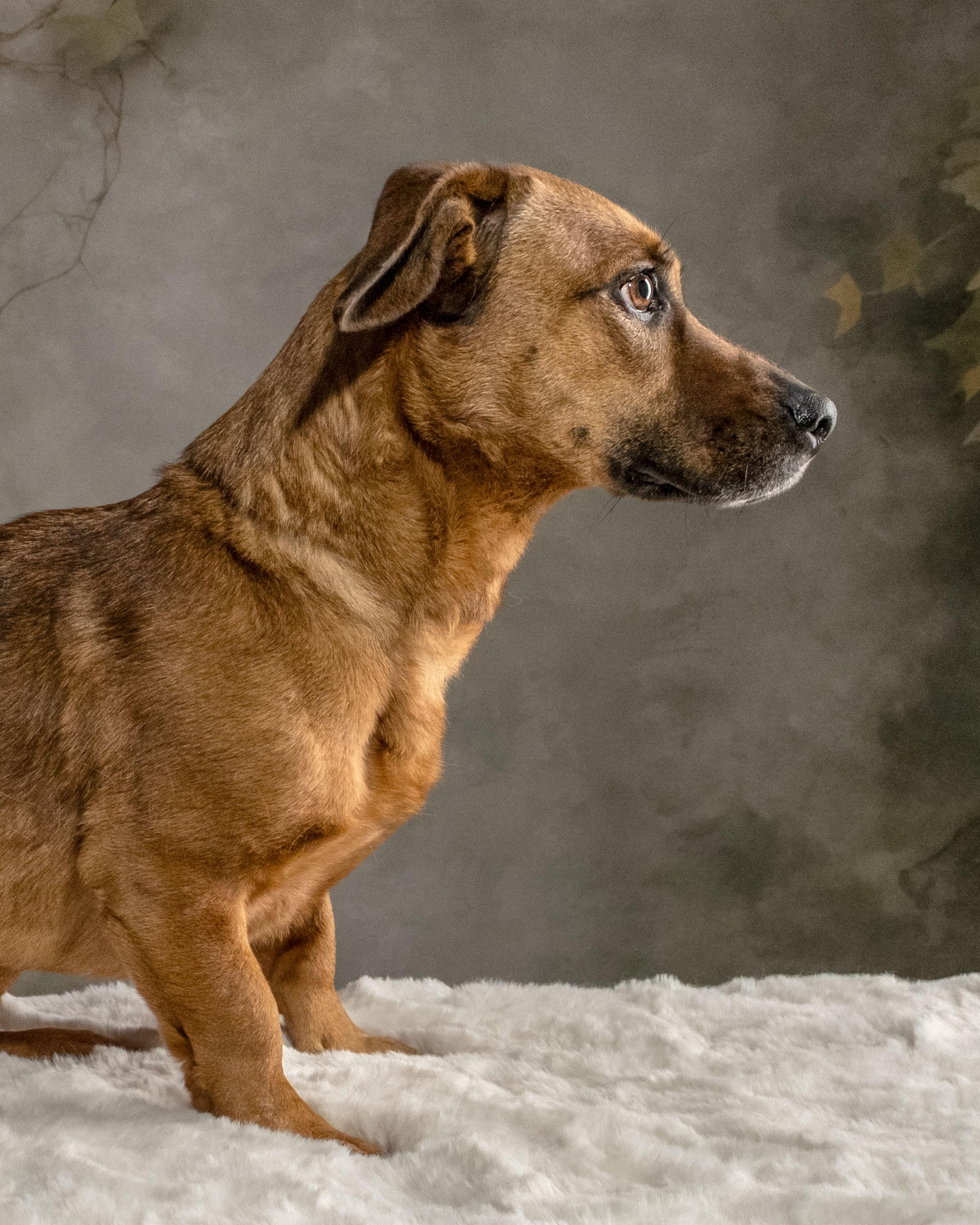 Enlarge Roux , a ADOPTABLE mixed breed in Aiken, SC image 3/5