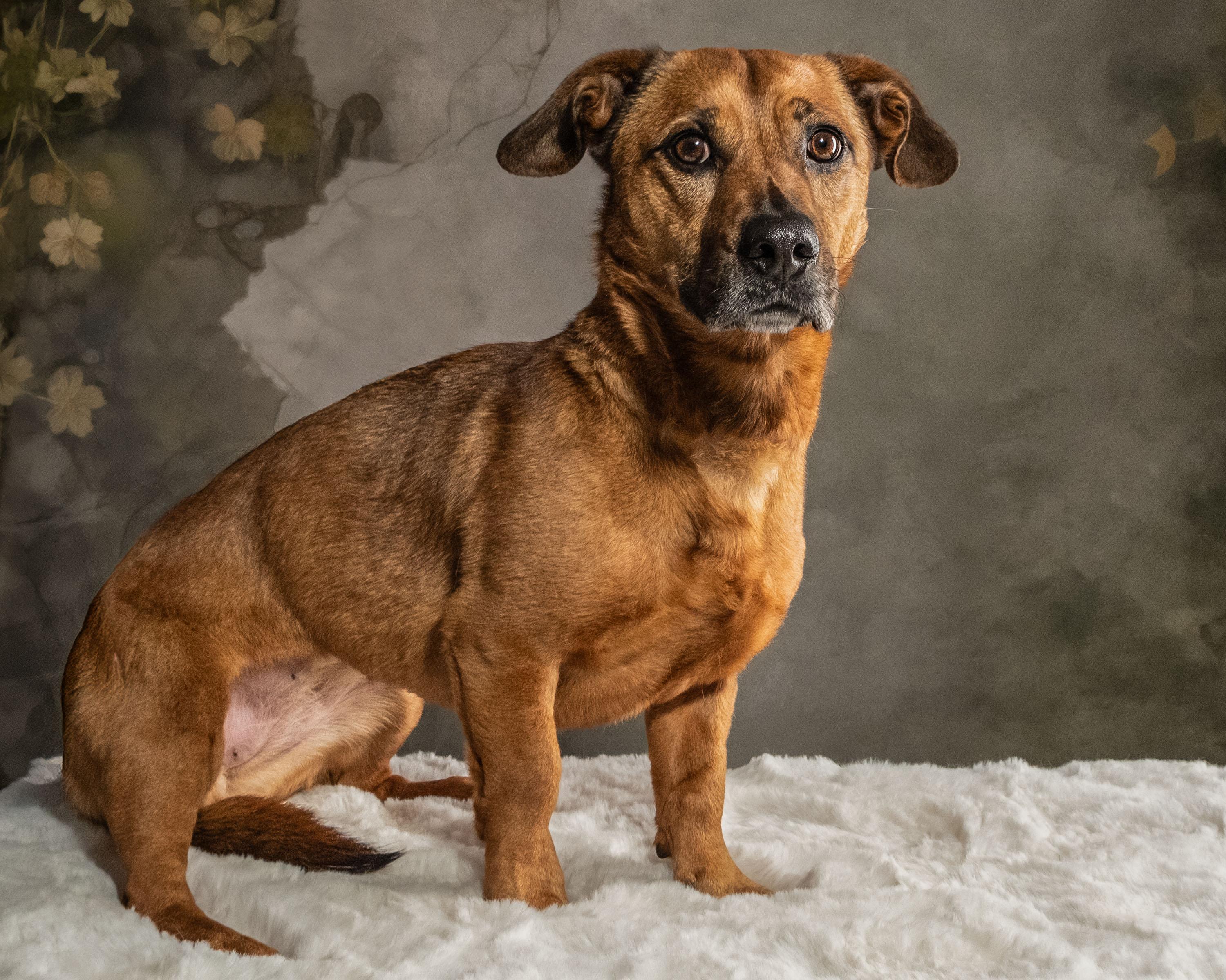 Enlarge Roux , a ADOPTABLE mixed breed in Aiken, SC image 4/5