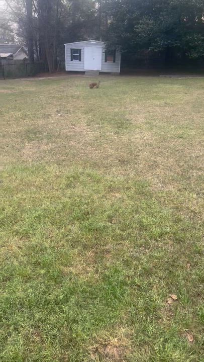 Enlarge Roux , a ADOPTABLE mixed breed in Aiken, SC video 6/6