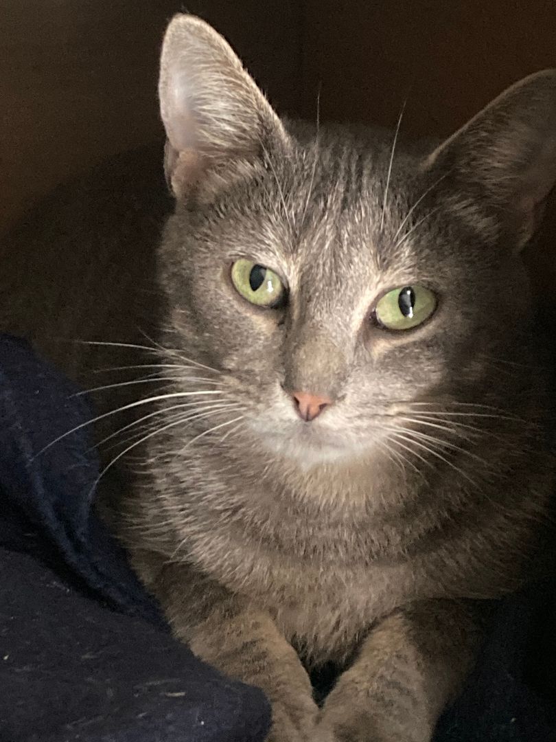 ELSA, Adoptable, Young Female Domestic Short Hair.