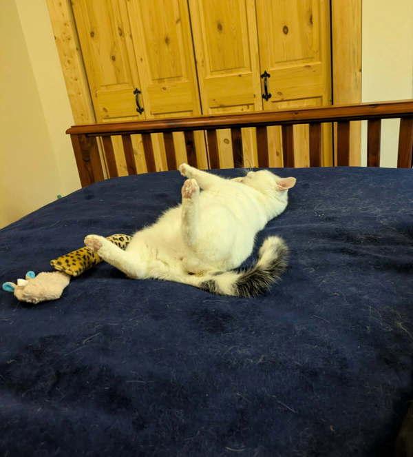 Enlarge Adia, a Adoptable mixed breed in Castlegar, BC image 1/4