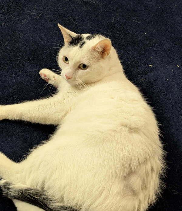 Enlarge Adia, a Adoptable mixed breed in Castlegar, BC image 2/4