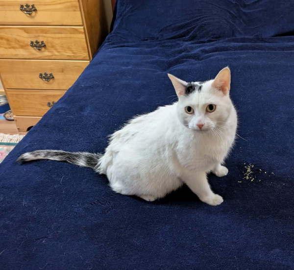 Enlarge Adia, a Adoptable mixed breed in Castlegar, BC image 3/4