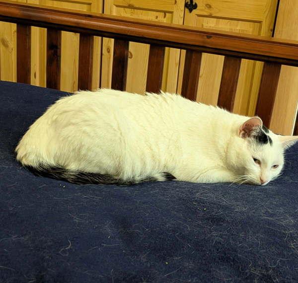 Enlarge Adia, a Adoptable mixed breed in Castlegar, BC image 4/4