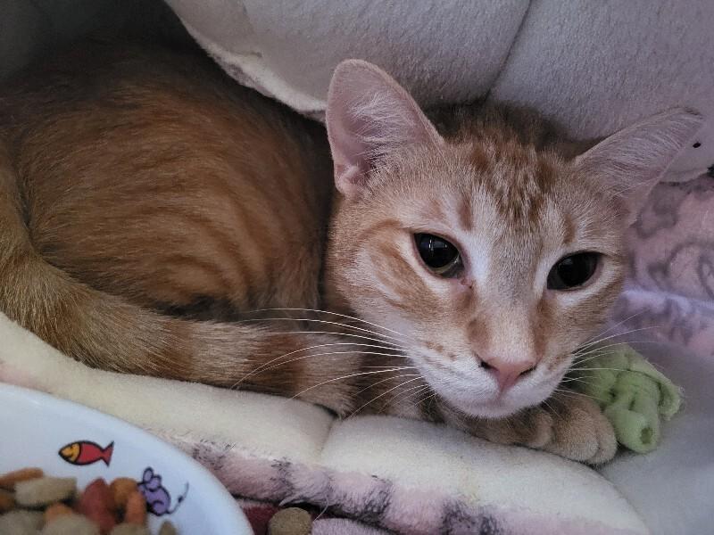Peaches, Adoptable, Adult Female Domestic Short Hair.