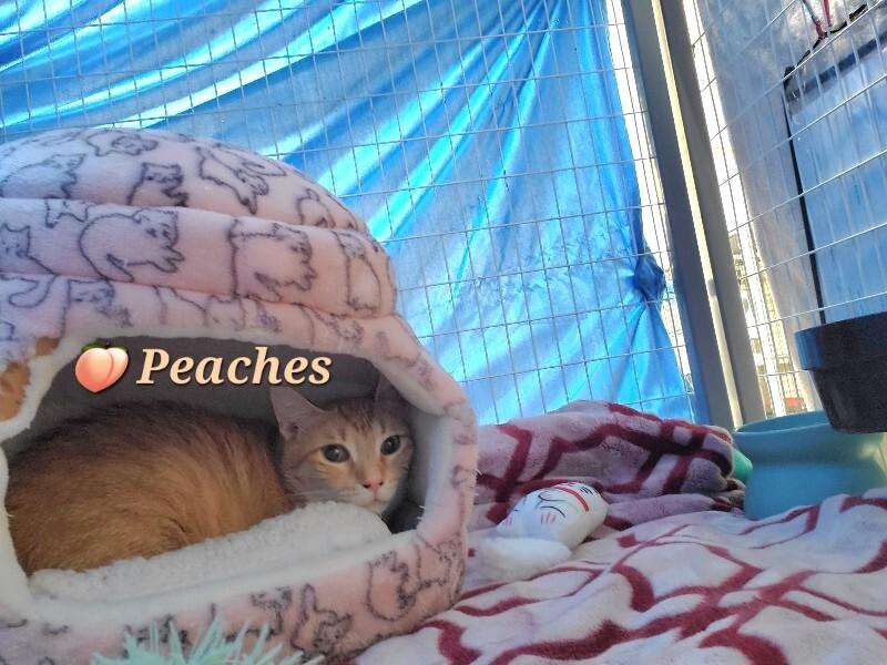 Enlarge Peaches, a Adoptable Domestic Short Hair in Diamond Springs, CA image 2/2