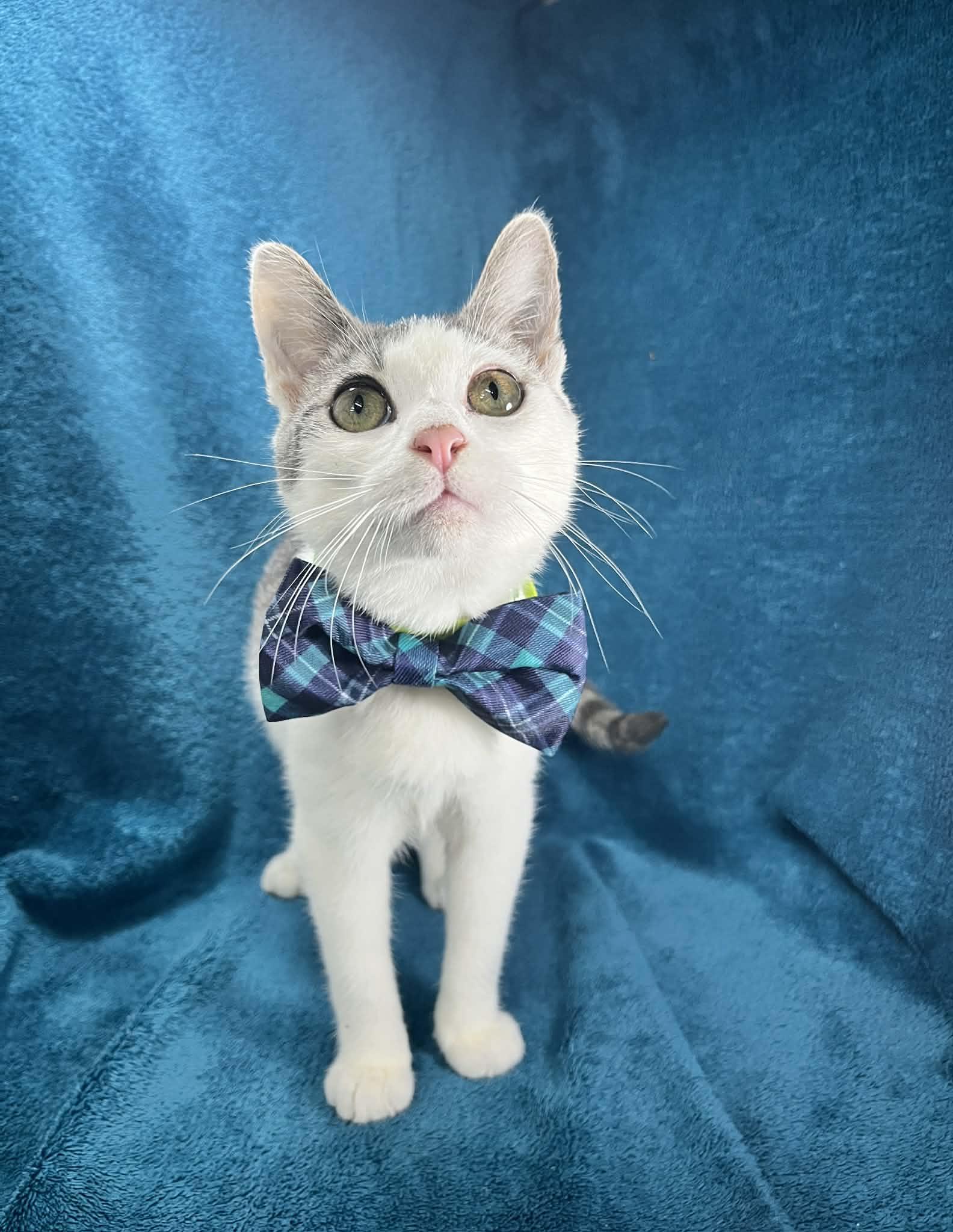 Enlarge Baby Boi, a ADOPTABLE mixed breed in Tavares, FL image 3/3