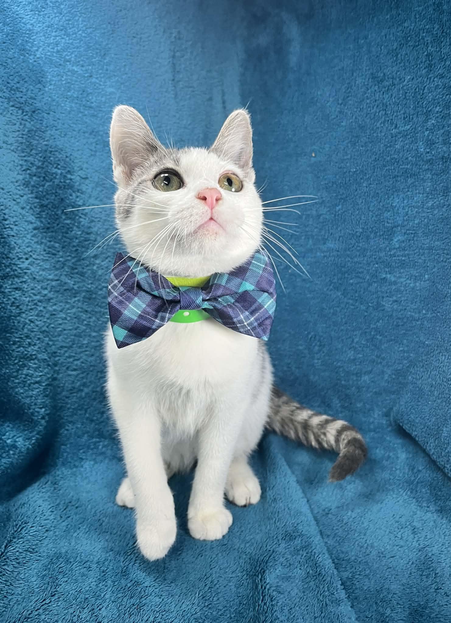 Enlarge Baby Boi, a ADOPTABLE mixed breed in Tavares, FL image 2/3