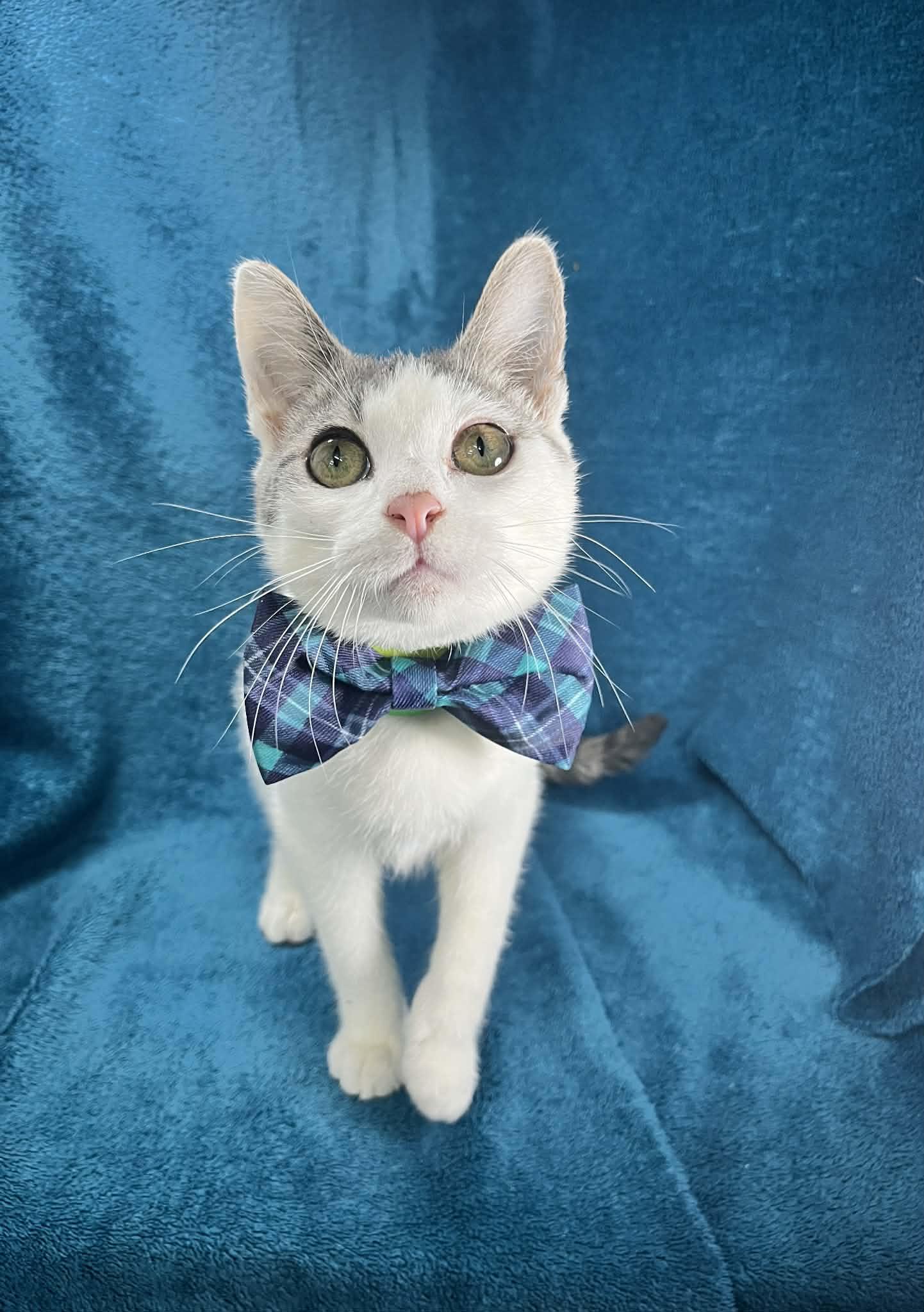 Enlarge Baby Boi, a ADOPTABLE mixed breed in Tavares, FL image 1/3