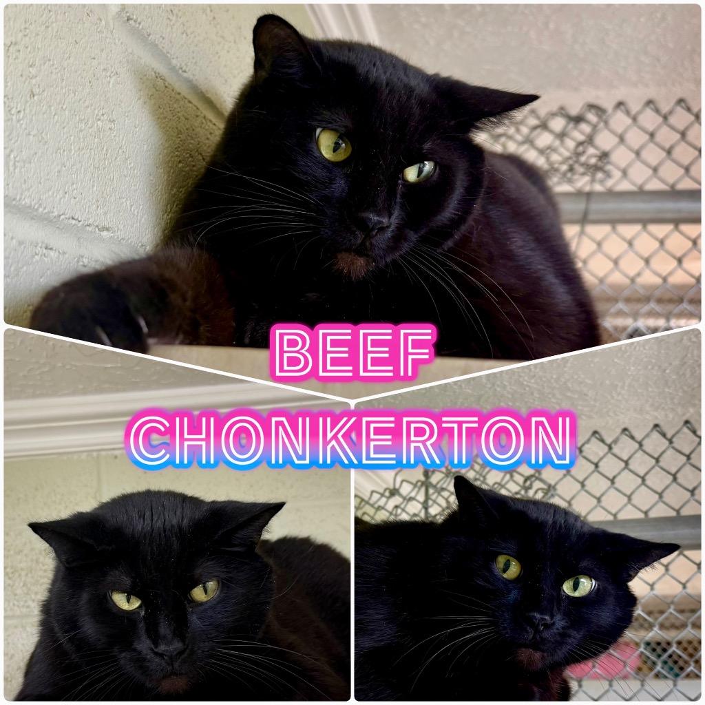 Enlarge Beef Chonkerton, a Adoptable Domestic Short Hair in Saint George, UT image 1/1