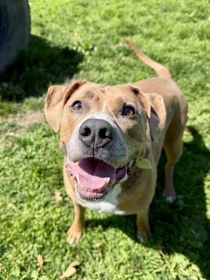 Spartacus, ADOPTABLE, Adult Male Mixed Breed.