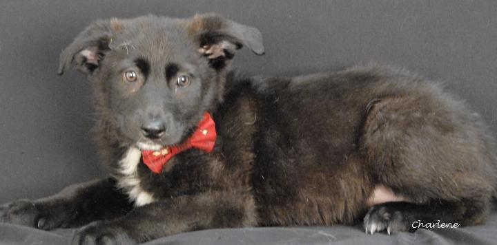 Bumble, Adoptable, Young Male Border Collie.