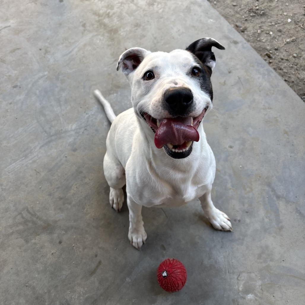 Ace, Adoptable, Adult Male Pit Bull Terrier.