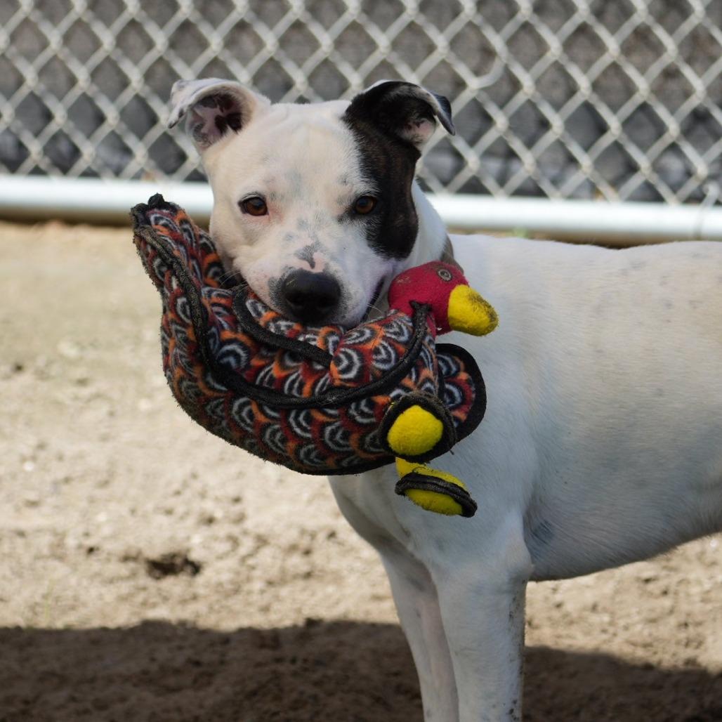 Enlarge Ace, a Adoptable Pit Bull Terrier in Coachella, CA image 2/6
