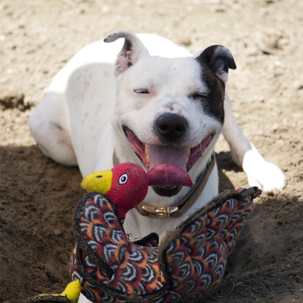 Enlarge Ace, a Adoptable Pit Bull Terrier in Coachella, CA image 3/6