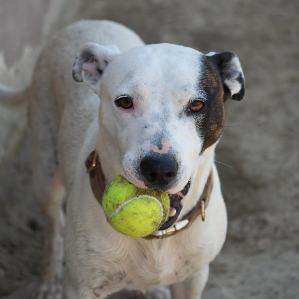 Enlarge Ace, a Adoptable Pit Bull Terrier in Coachella, CA image 4/6