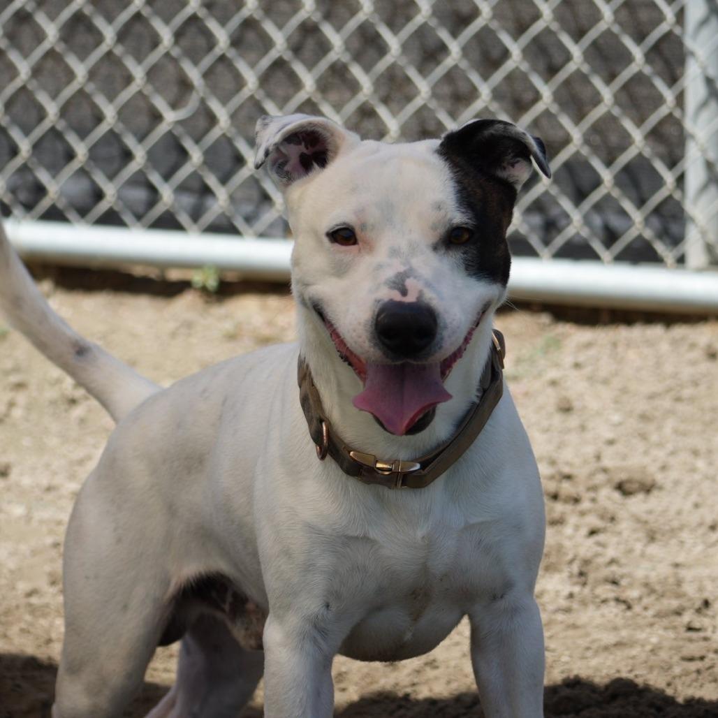 Enlarge Ace, a Adoptable Pit Bull Terrier in Coachella, CA image 5/6