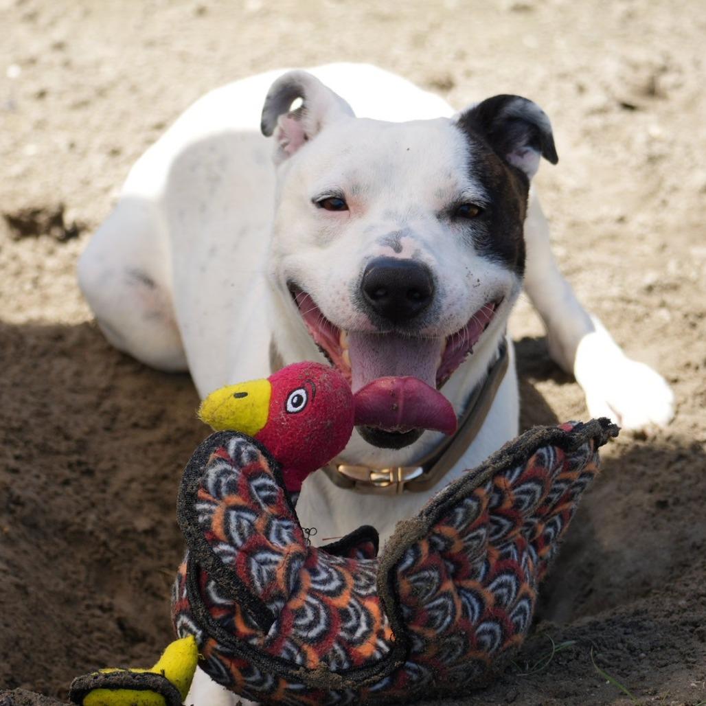 Enlarge Ace, a Adoptable Pit Bull Terrier in Coachella, CA image 6/6