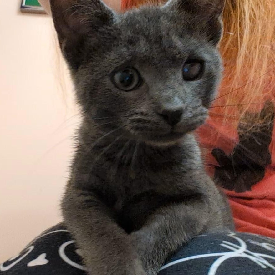 Wynken, Adoptable, Kitten Female Russian Blue & Tabby.