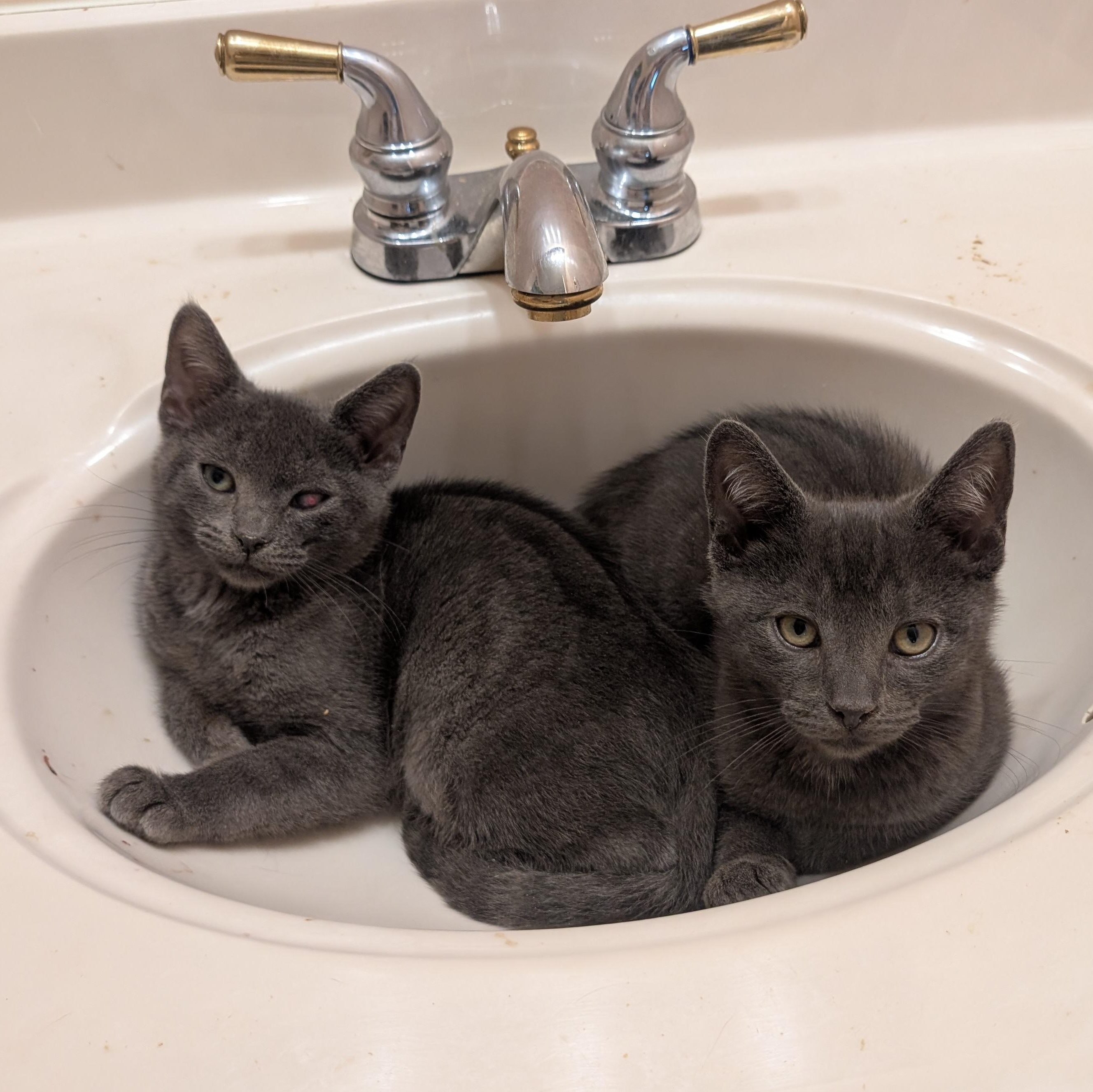 Wynken, a Adoptable mixed breed in Hyattsville, MD image 5/6