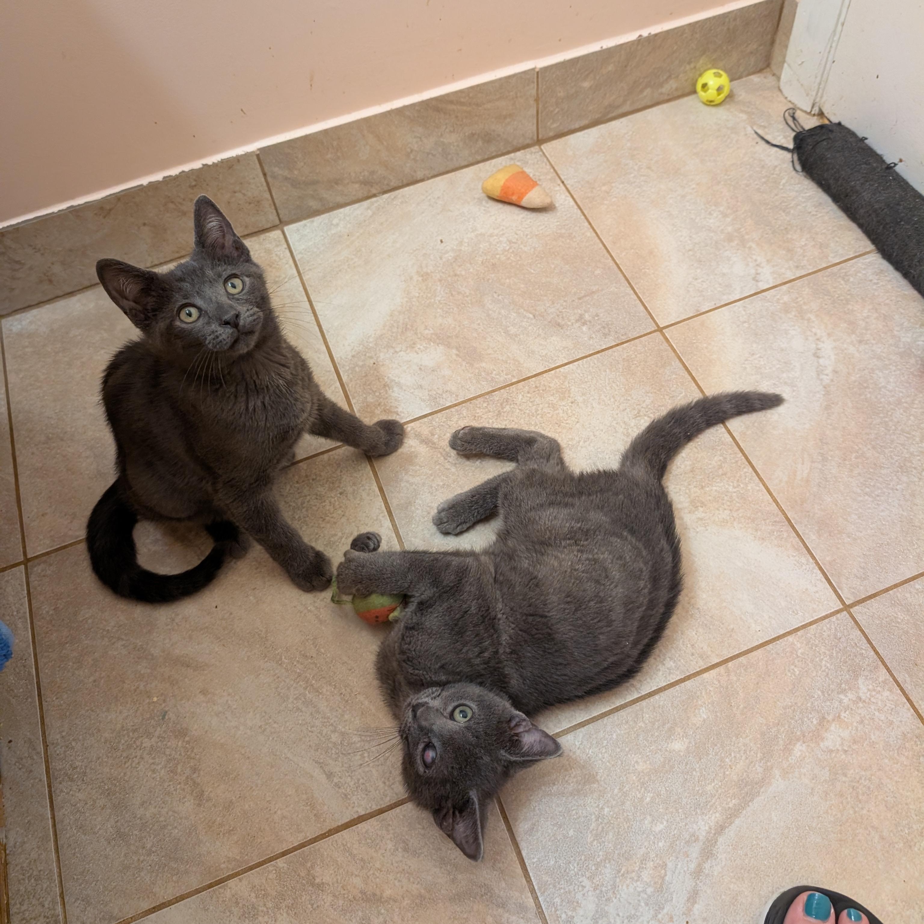 Wynken, a Adoptable mixed breed in Hyattsville, MD image 6/6