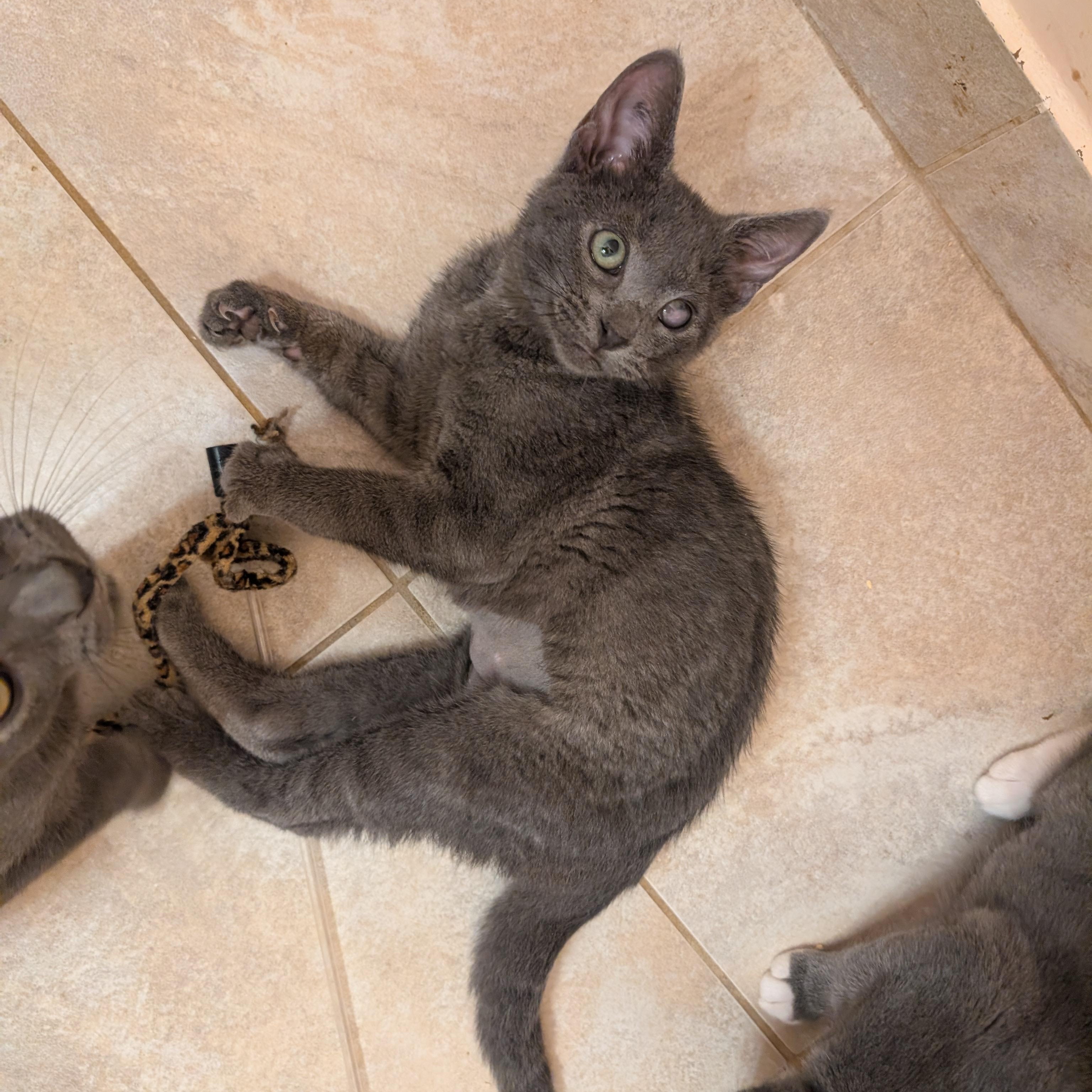 Wynken, a Adoptable mixed breed in Hyattsville, MD image 3/6