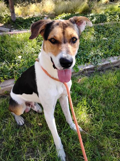 BANDIT, Adoptable, Young Male Foxhound.