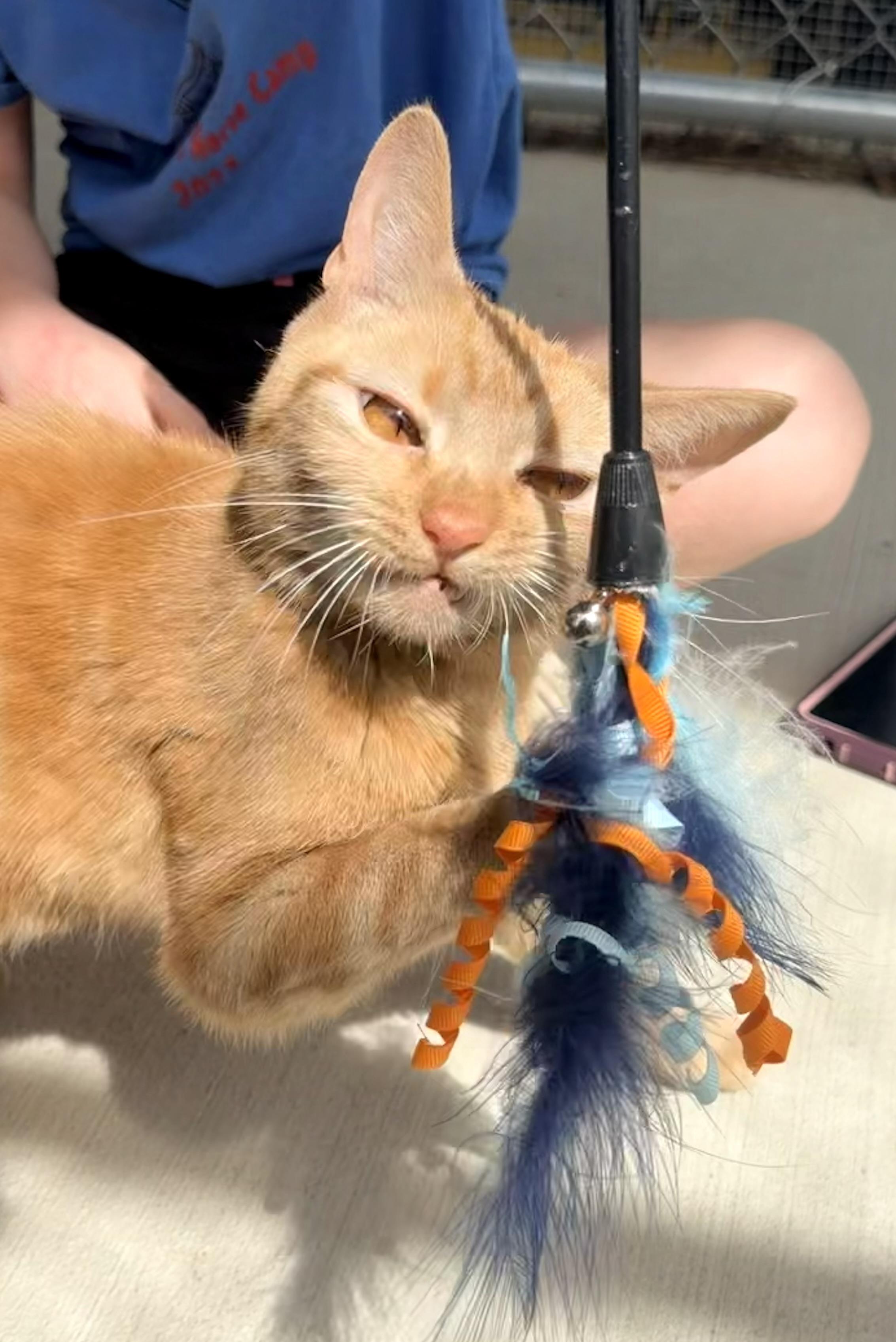 Enlarge Bubbles, a ADOPTABLE mixed breed in Pittsburgh, PA image 6/6