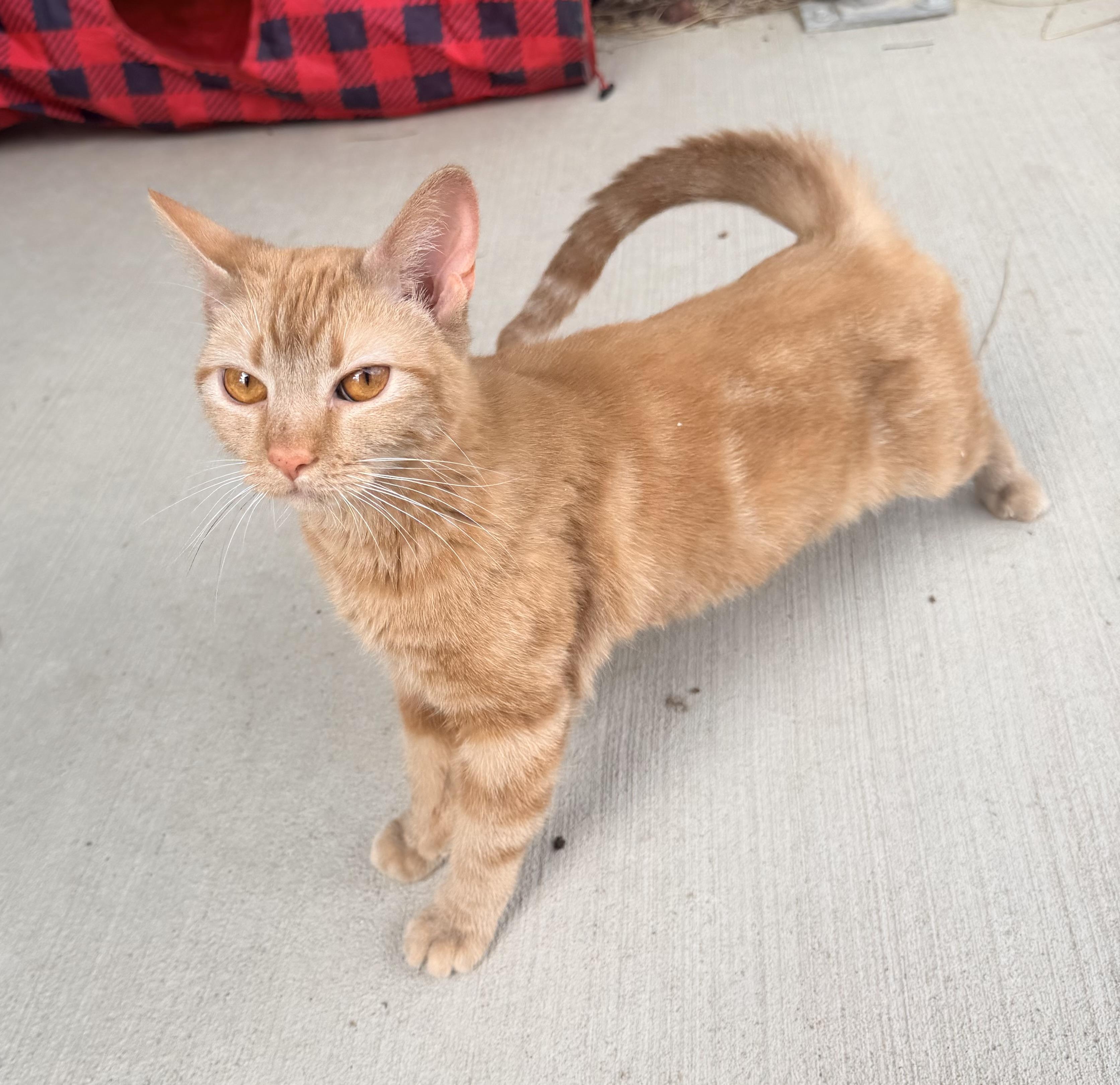 Enlarge Bubbles, a ADOPTABLE mixed breed in Pittsburgh, PA image 4/6