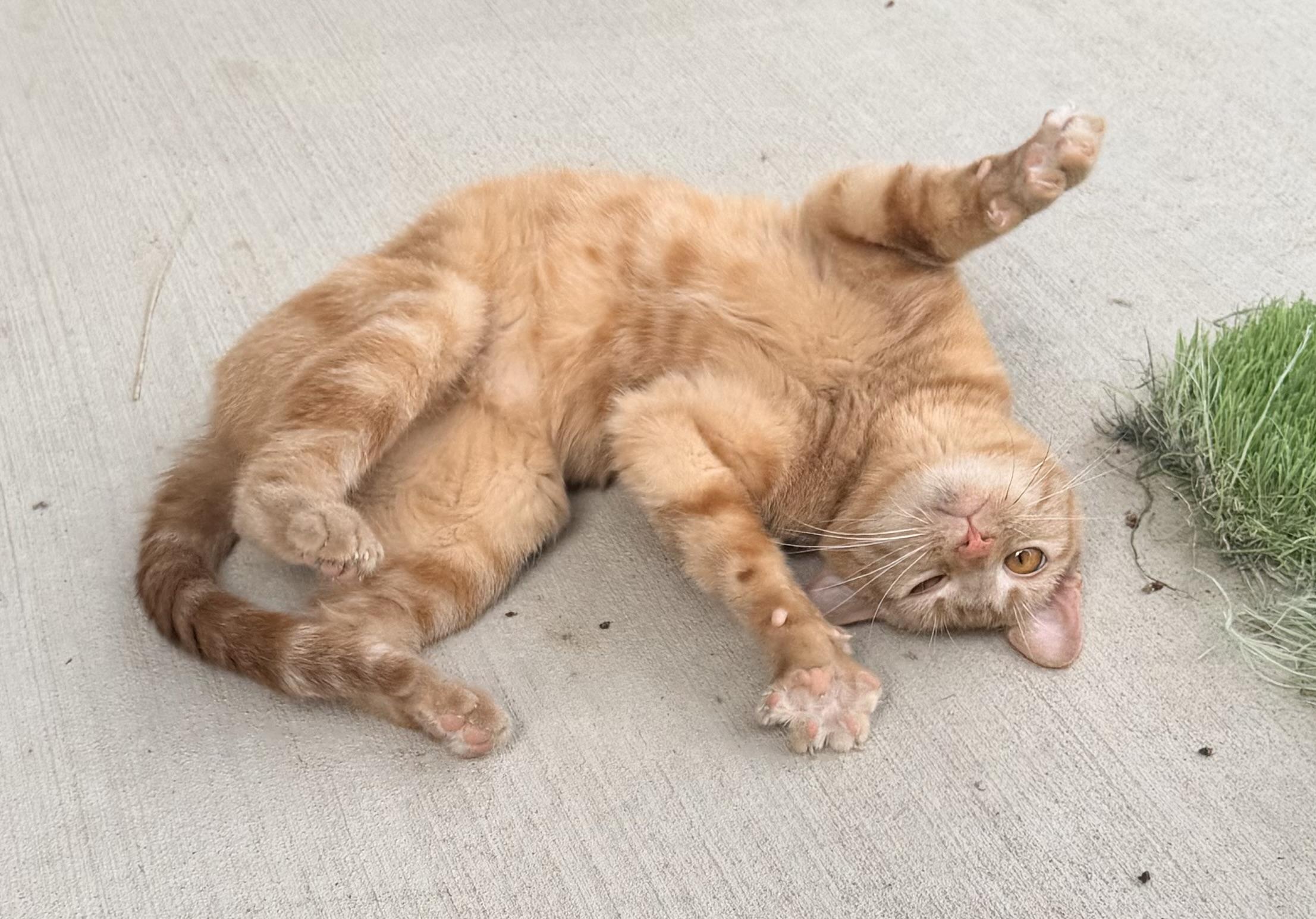 Enlarge Bubbles, a ADOPTABLE mixed breed in Pittsburgh, PA image 3/6