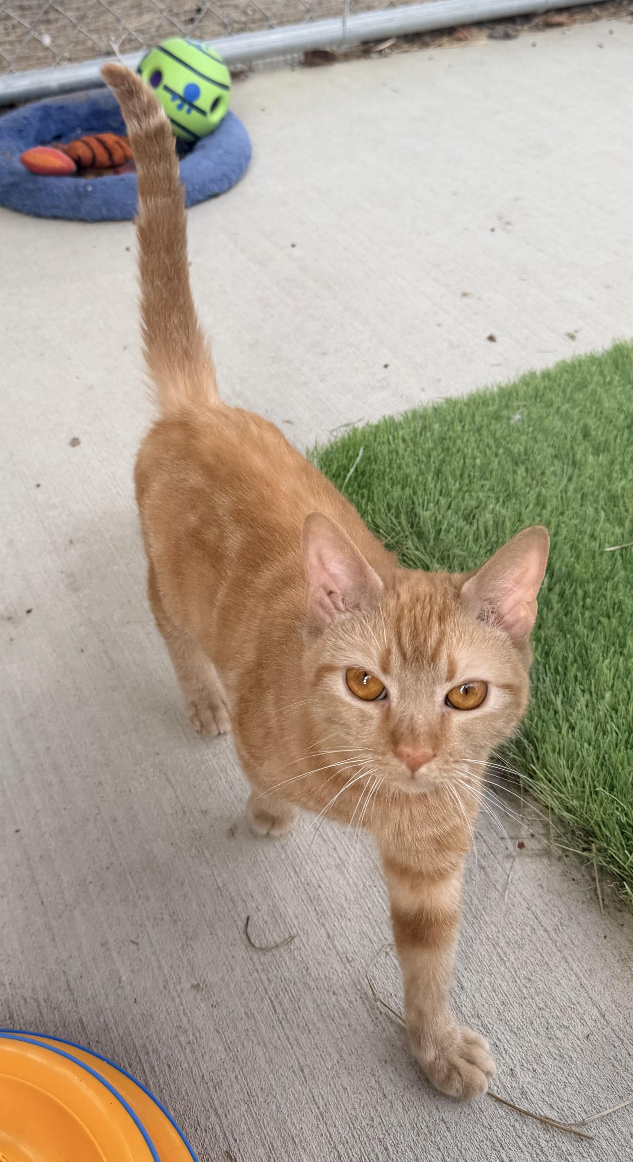 Enlarge Bubbles, a ADOPTABLE mixed breed in Pittsburgh, PA image 2/6