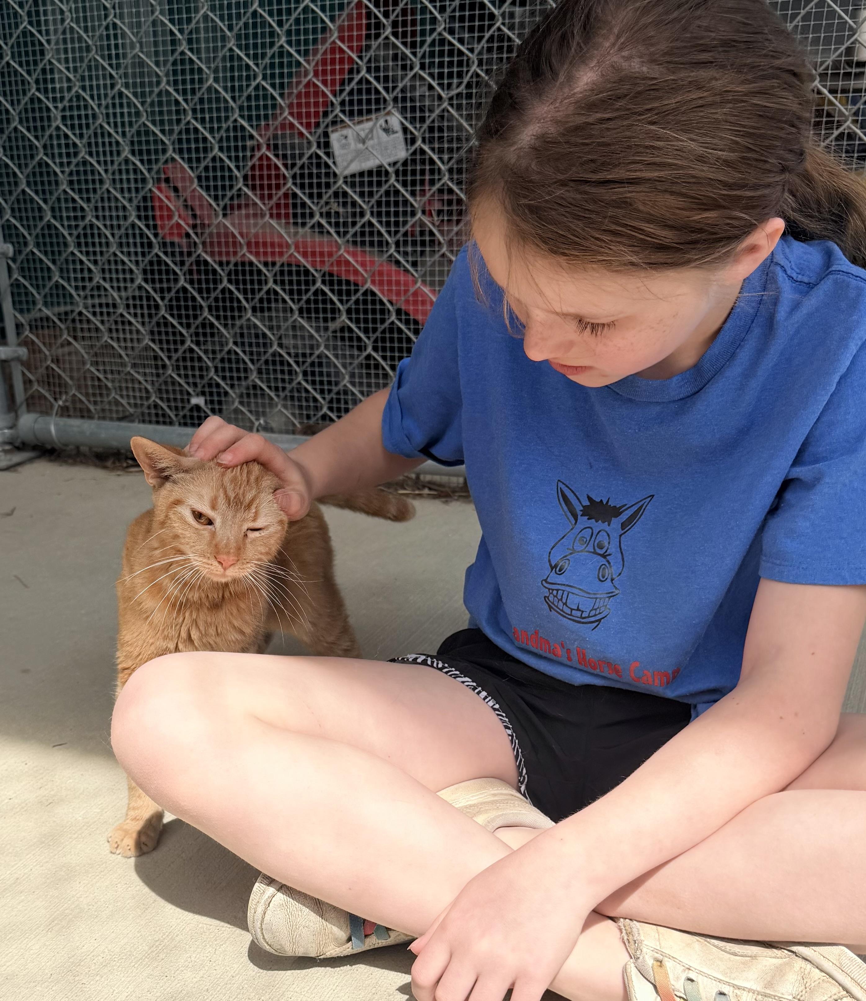 Enlarge Bubbles, a ADOPTABLE mixed breed in Pittsburgh, PA image 5/6