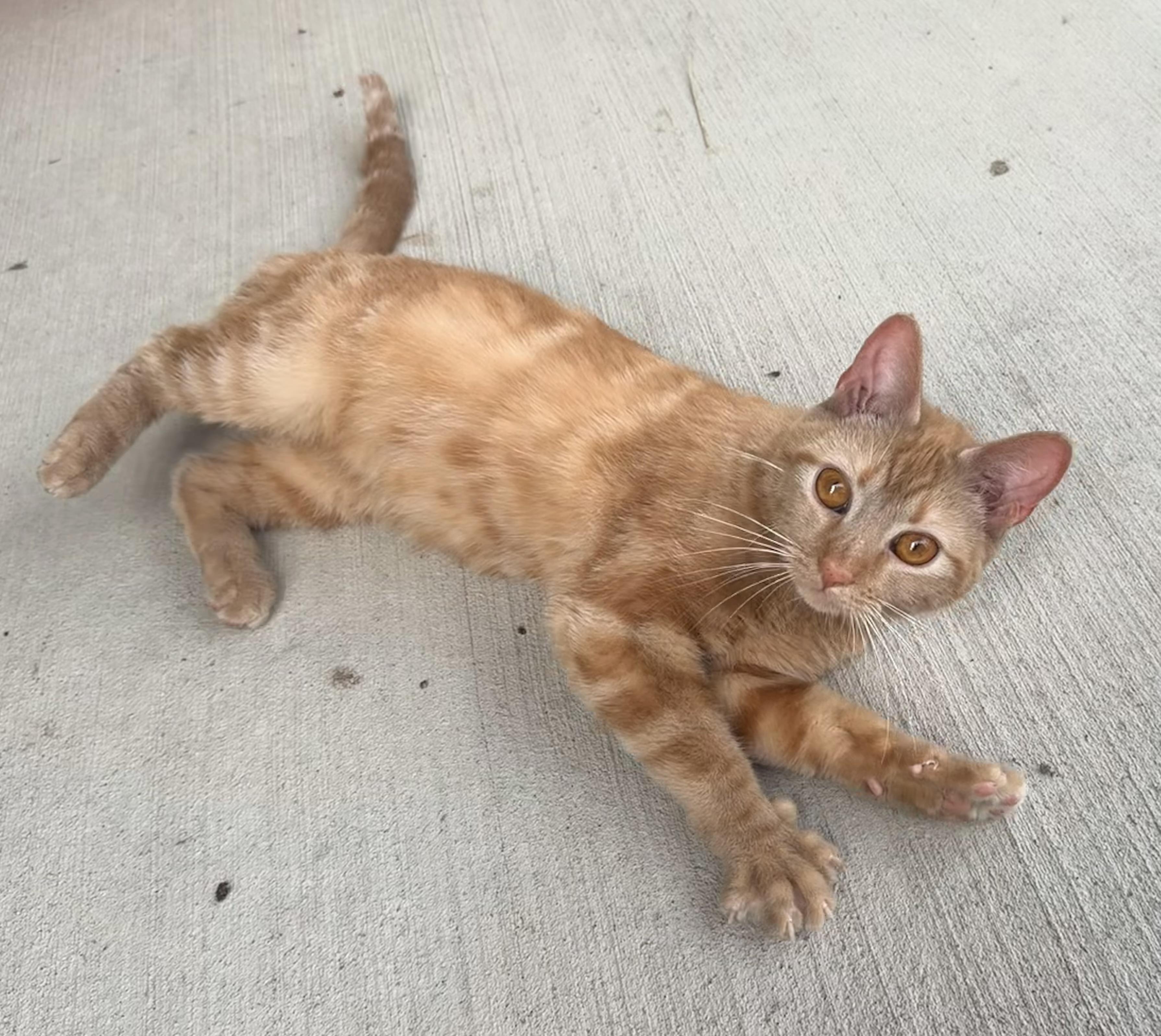 Bubbles, ADOPTABLE, Young Female Domestic Short Hair & Tabby.