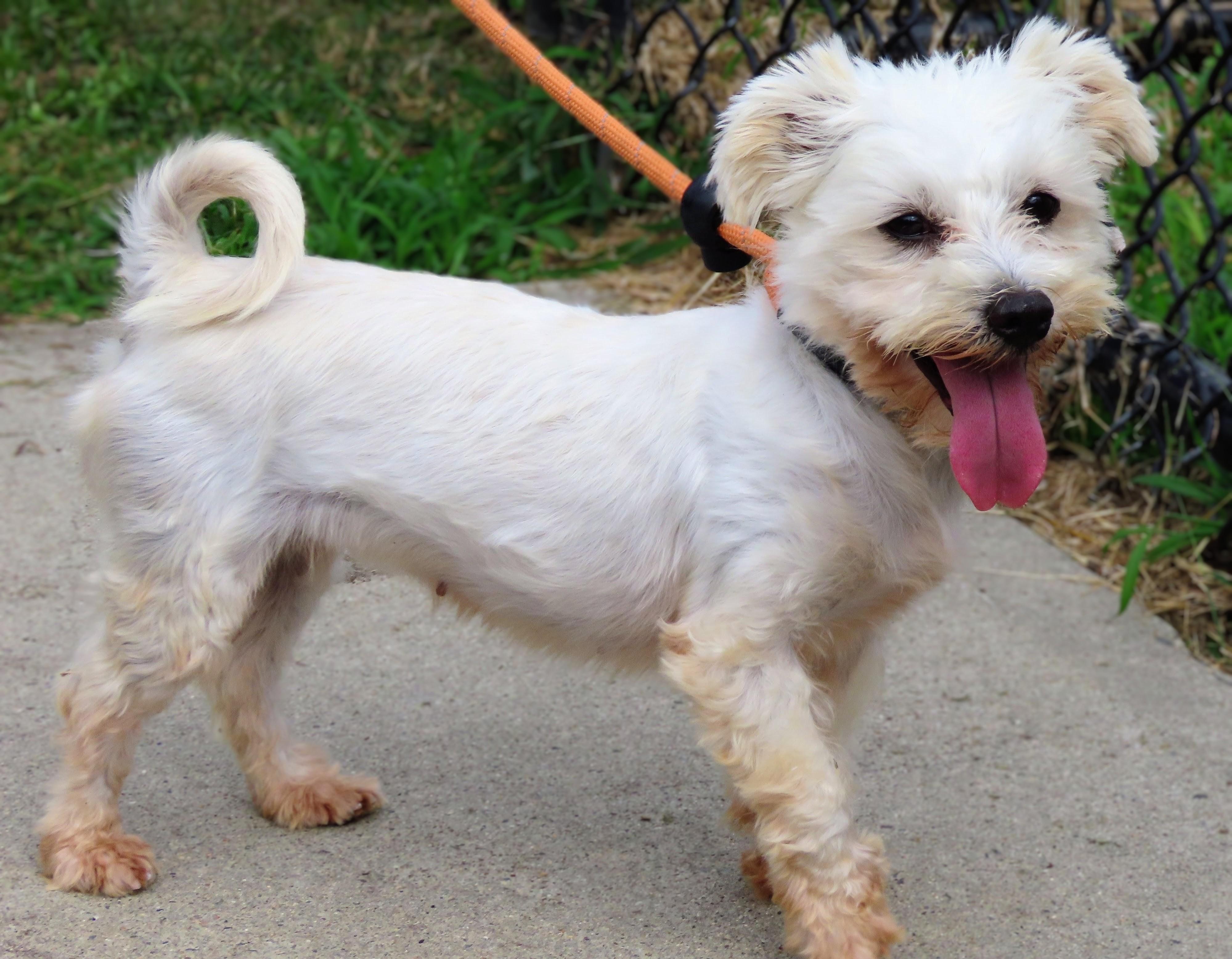 Enlarge 26-369 Ranch, a Adoptable mixed breed in Amityville, NY image 2/3