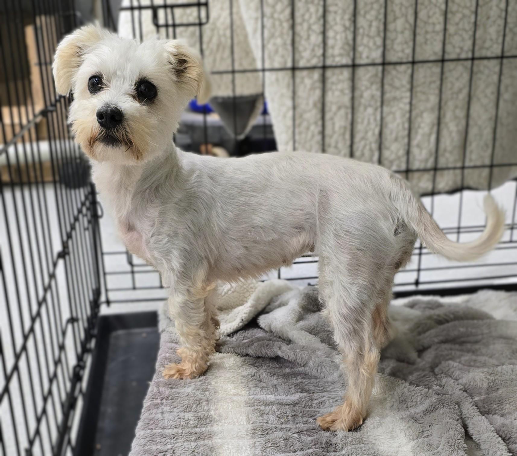 Enlarge 26-369 Ranch, a Adoptable mixed breed in Amityville, NY image 3/3