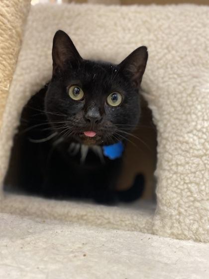 Enlarge Beauty (157922) (In a foster home), an adopted Domestic Short Hair in Baton Rouge, LA image 1/6