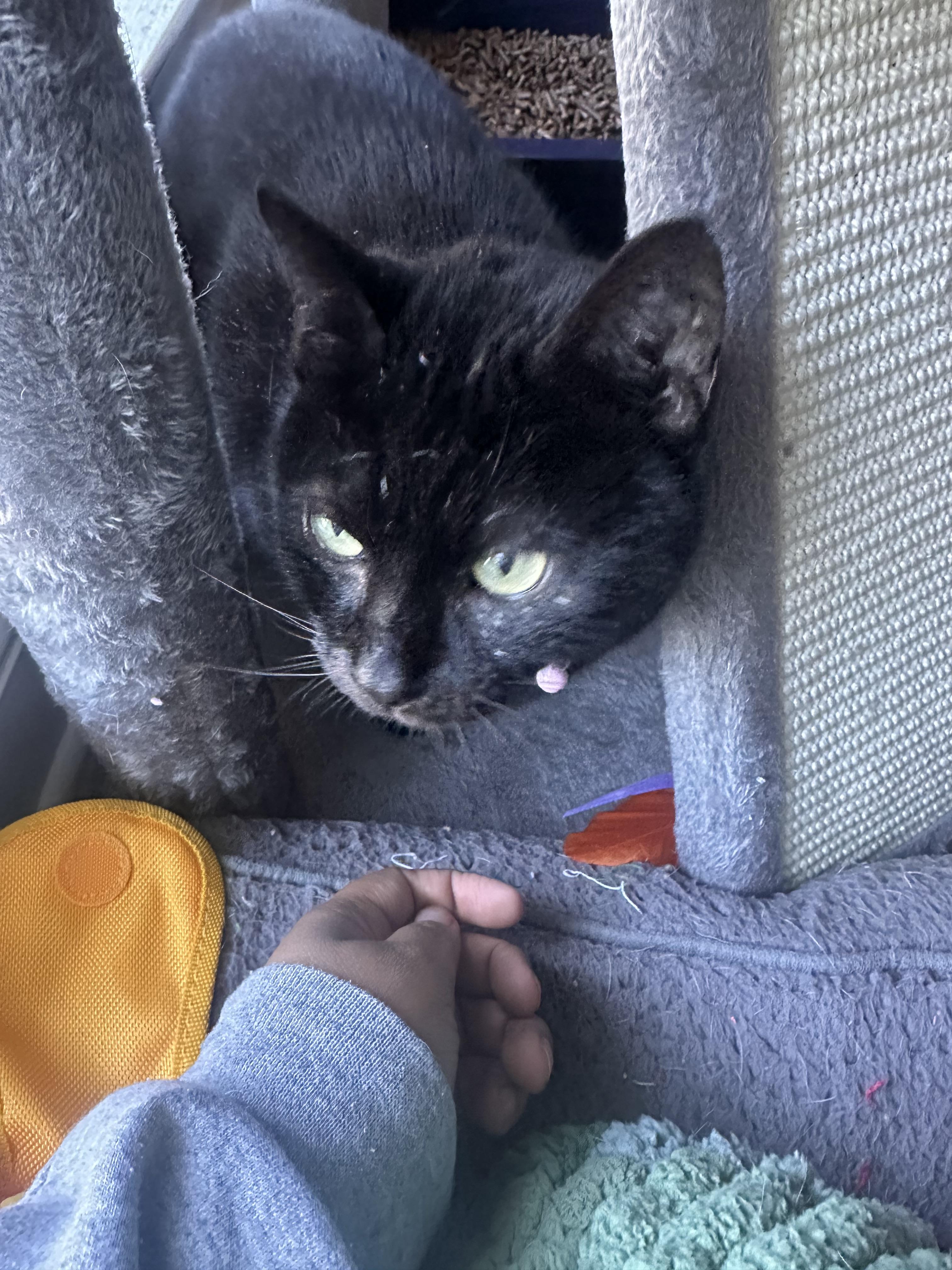 Enlarge Beauty (157922) (In a foster home), an adopted Domestic Short Hair in Baton Rouge, LA image 4/6