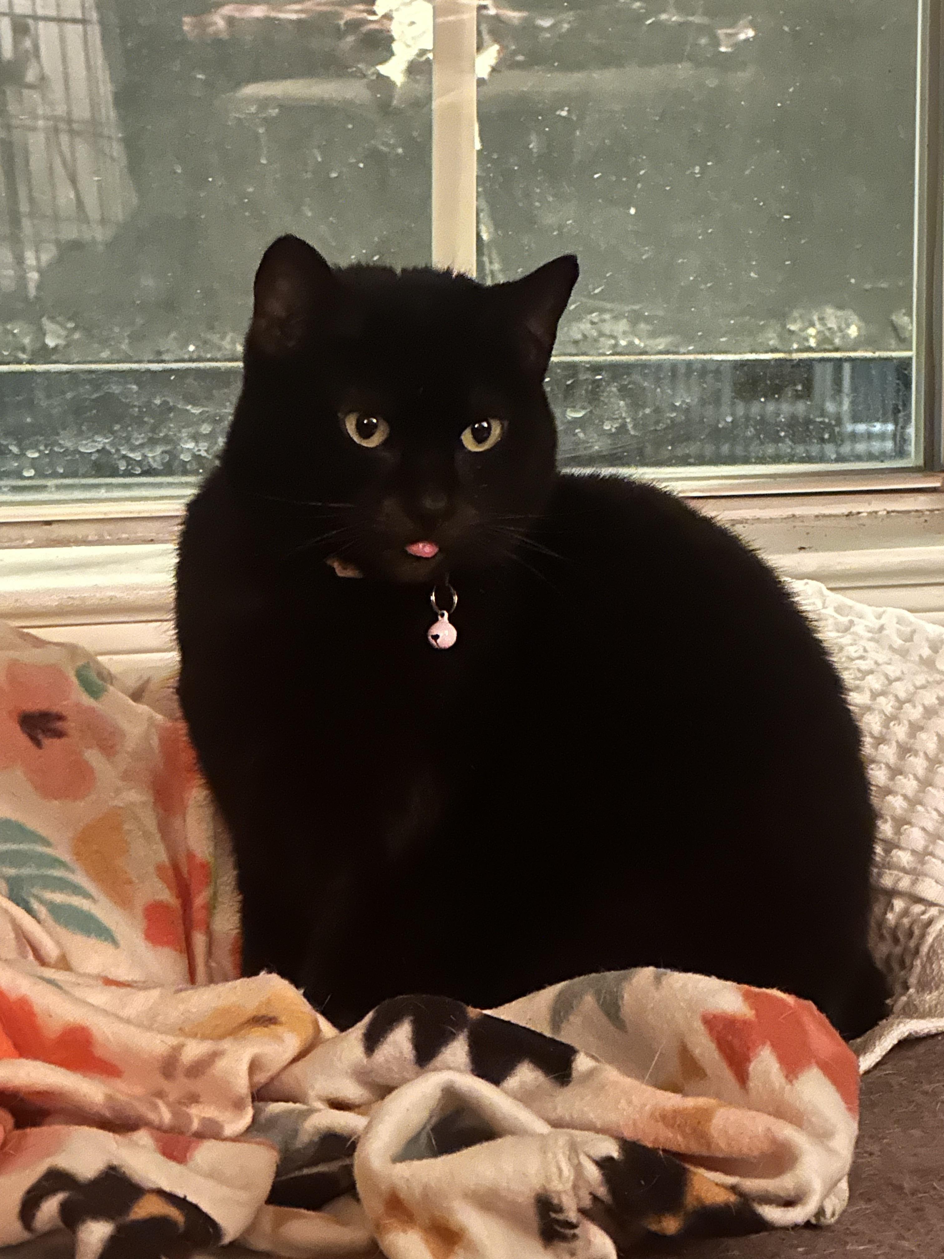 Enlarge Beauty (157922) (In a foster home), an adopted Domestic Short Hair in Baton Rouge, LA image 3/6